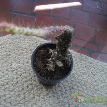 Una foto de Opuntia monacantha fma. variegada monstruosa