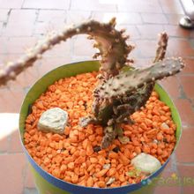 Una foto de Opuntia monacantha fma. variegada monstruosa