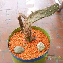Una foto de Opuntia monacantha fma. variegada monstruosa