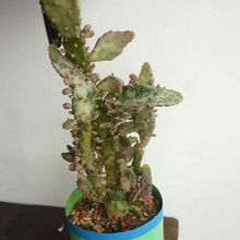 Una foto de Opuntia monacantha fma. variegada monstruosa