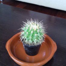 Una foto de Echinocactus grusonii