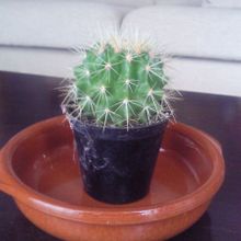 Una foto de Echinocactus grusonii