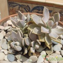 A photo of Graptopetalum paraguayense