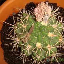 A photo of Gymnocalycium eurypleurum
