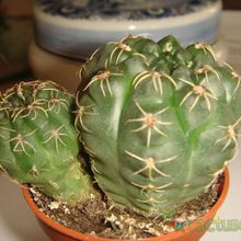 Una foto de Gymnocalycium parvulum