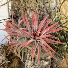 A photo of Tillandsia ionantha