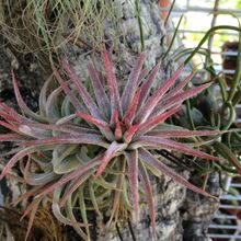 A photo of Tillandsia ionantha