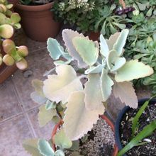 Una foto de Kalanchoe beharensis