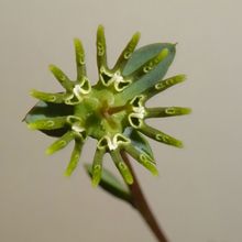 Una foto de Euphorbia globosa