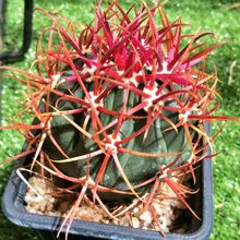 A photo of Ferocactus gracilis