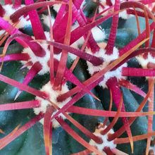 A photo of Ferocactus gracilis