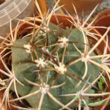 A photo of Melocactus lemairei