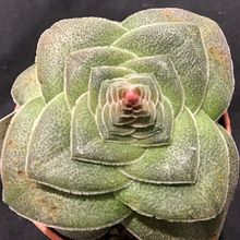 Foto de un cactus que se está identificando actualmente