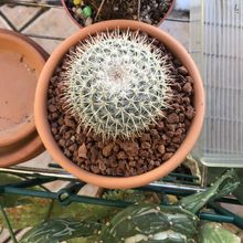 A photo of Mammillaria albilanata ssp. oaxacana
