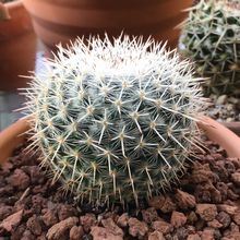 A photo of Mammillaria albilanata ssp. oaxacana