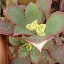Una foto de Aeonium decorum