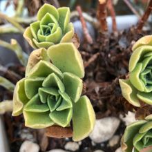 A photo of Aeonium balsamiferum