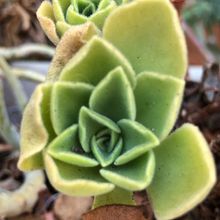 A photo of Aeonium balsamiferum