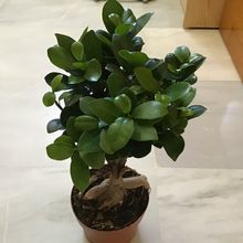Foto de un cactus que se está identificando actualmente