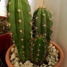 Foto de un cactus que se está identificando actualmente