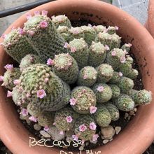 A photo of Mammillaria schiedeana ssp. giselae