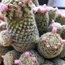 A photo of Mammillaria schiedeana ssp. giselae