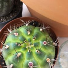 A photo of Gymnocalycium anisitsii ssp. damsii