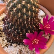 Una foto de Sulcorebutia mentosa