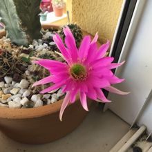 Photo of a cactus currently being identified