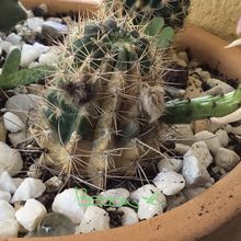 Photo of a cactus currently being identified