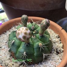 A photo of Gymnocalycium anisitsii ssp. damsii