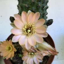 Una foto de Lobivia pygmaea