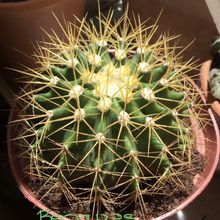 Una foto de Ferocactus schwarzii