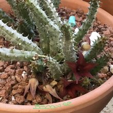Una foto de Huernia pillansii x Huernia pendula (HIBRIDO)