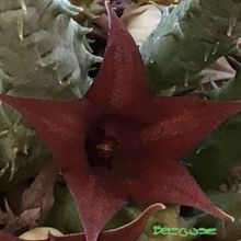 Una foto de Huernia pillansii x Huernia pendula (HIBRIDO)