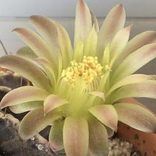 Una foto de Gymnocalycium mihanovichii