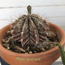 Una foto de Gymnocalycium mihanovichii