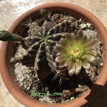 Una foto de Gymnocalycium mihanovichii
