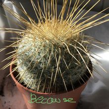 A photo of Mammillaria muehlenpfordtii