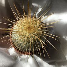 A photo of Mammillaria muehlenpfordtii