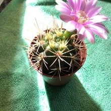 Una foto de Gymnocalycium eurypleurum