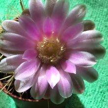 Una foto de Gymnocalycium eurypleurum