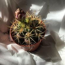 Una foto de Gymnocalycium eurypleurum