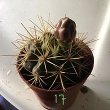 Una foto de Gymnocalycium eurypleurum