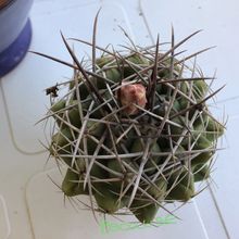 Una foto de Gymnocalycium intertextum