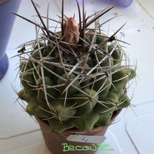 Una foto de Gymnocalycium intertextum