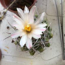 Una foto de Gymnocalycium intertextum
