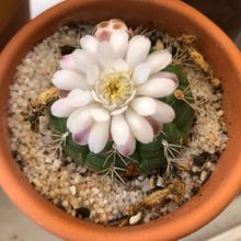 A photo of Gymnocalycium anisitsii ssp. damsii