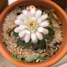 A photo of Gymnocalycium anisitsii ssp. damsii