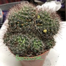A photo of Mammillaria zeilmanniana